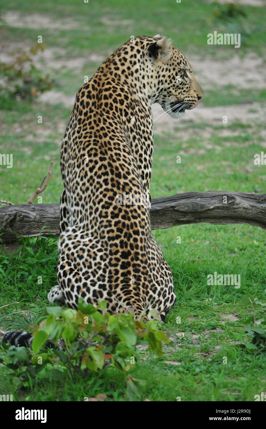 Ein Leopard, fotografiert in Sambia. Stockfoto