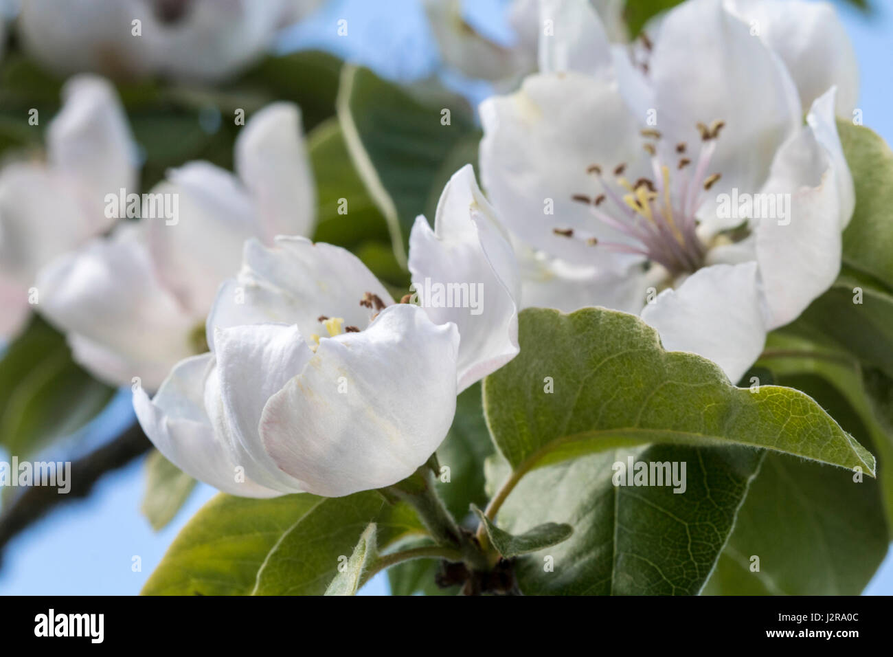 Frühlingsblüten Quitte Stockfoto