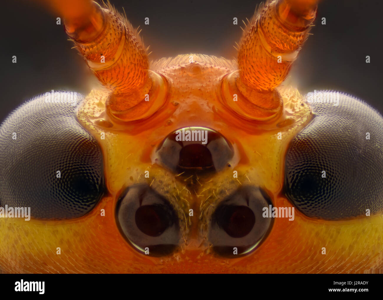 Mikroskop biene Flügel Stockfotografie - Alamy