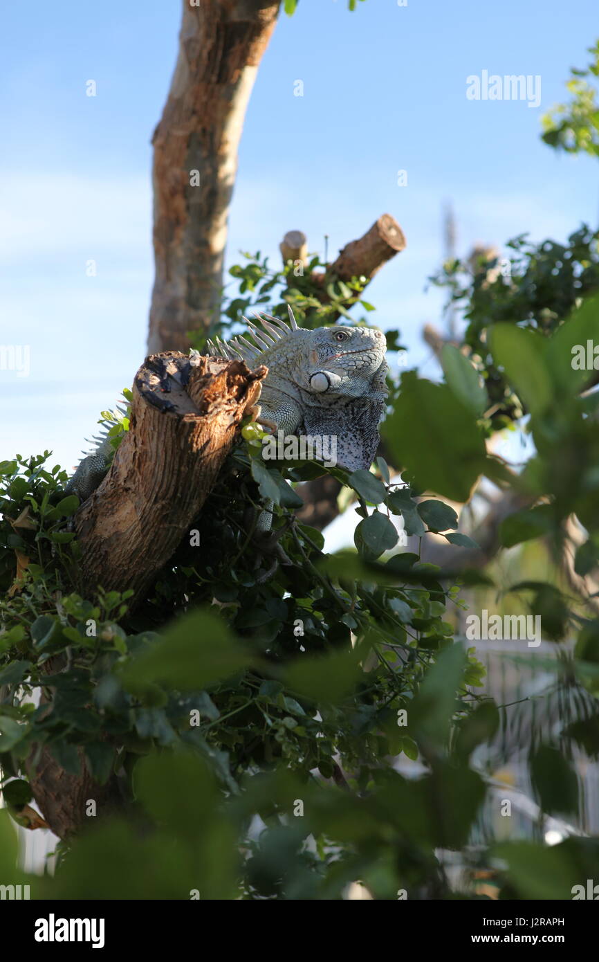 Grau Green-ish Leguan ruht in Baum Stockfoto