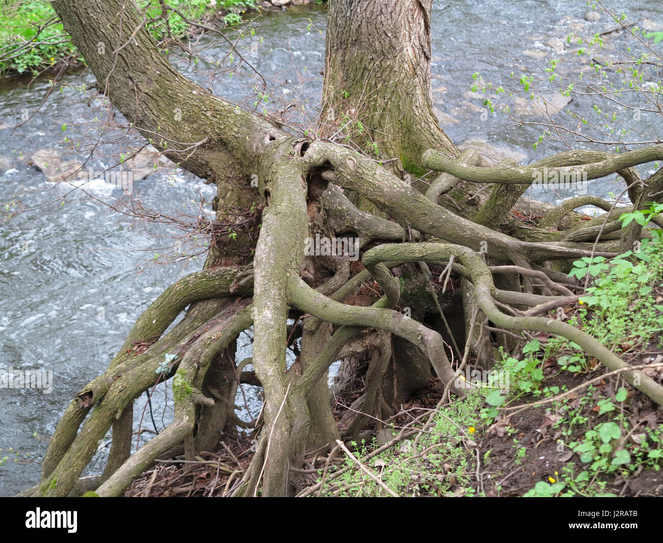 Festhalten Sie - Wurzeln des Baumes über Strom des Wassers Stockfoto
