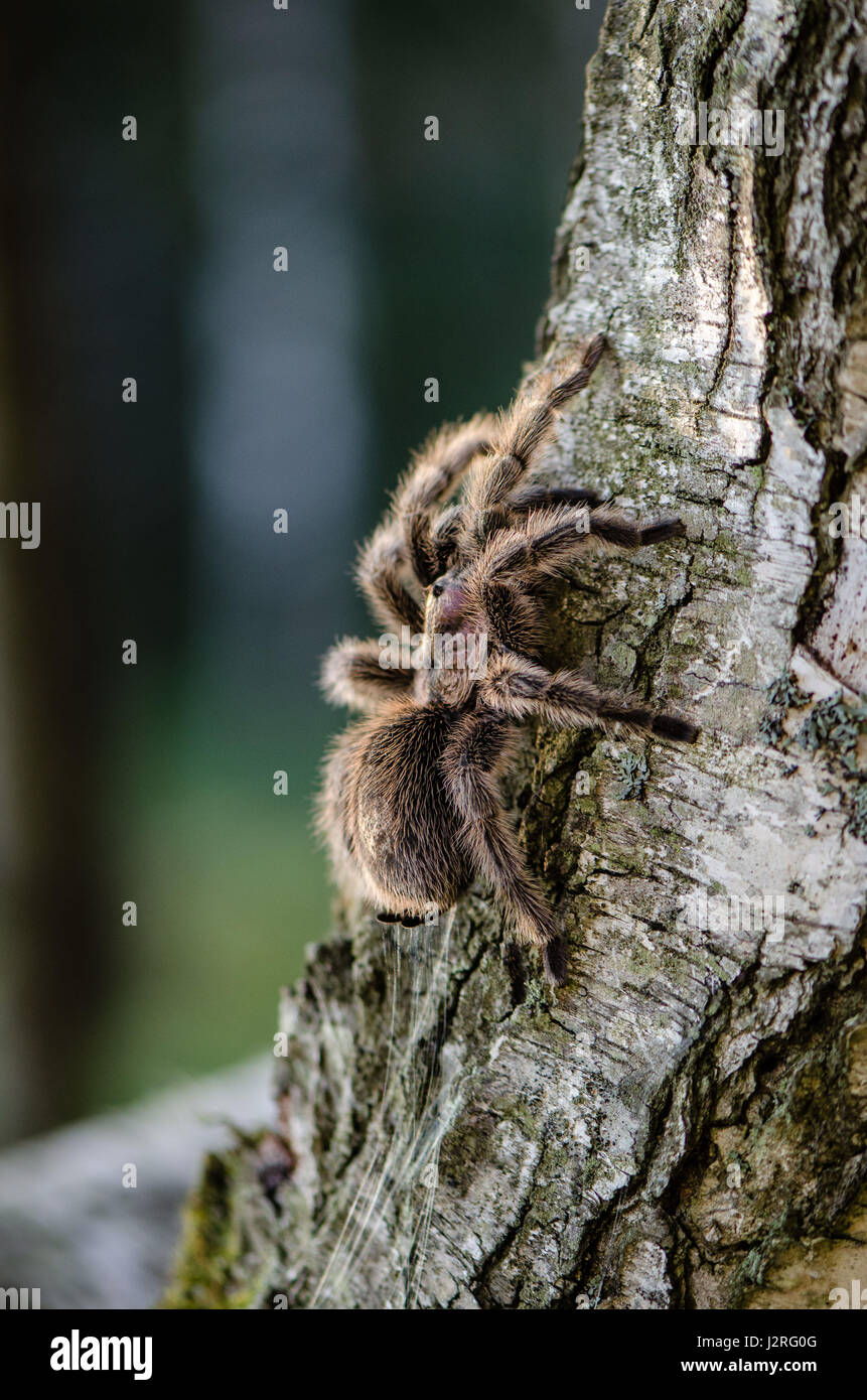 Pelzigen Vogelspinne alfresco entlang den Baumstamm. Stockfoto