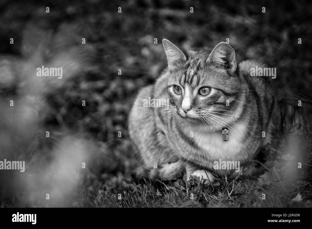 Nahaufnahmen von Tieren. Rothaarige Katze im Garten versteckt. Stockfoto