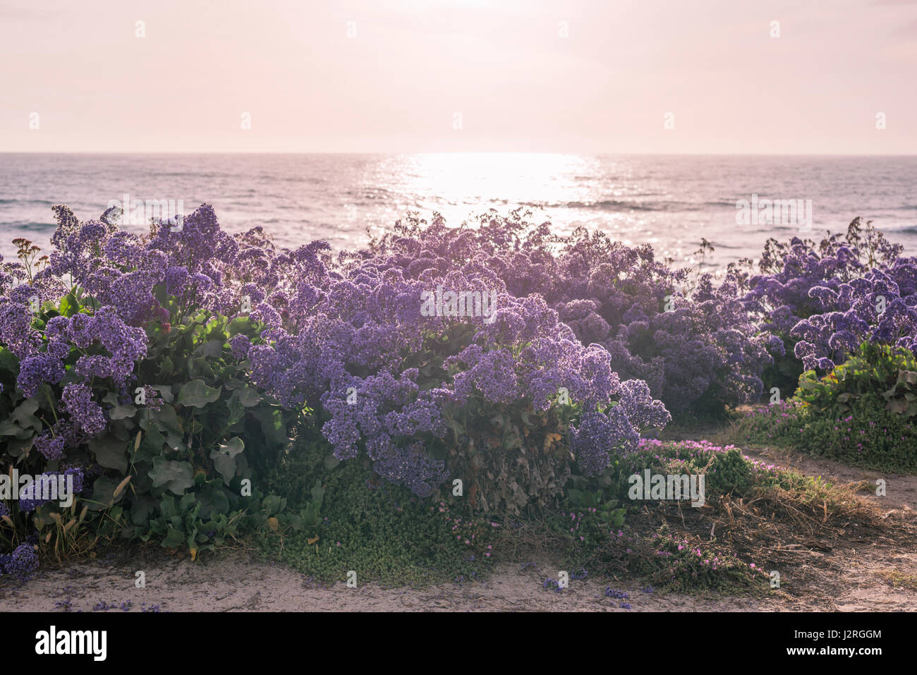 Blumen über dem Pazifischen Ozean. La Jolla, Kalifornien, USA. Stockfoto
