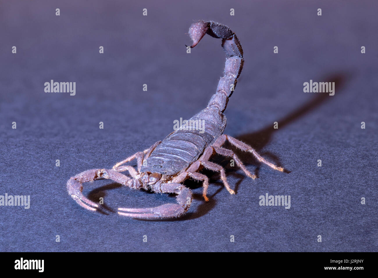 Madagaskar-Skorpion (Grosphus Ankarana) Probe, Stinger Rute bereit, zuzuschlagen, spot beleuchtet und isoliert gegen Studio-Hintergrund. Stockfoto