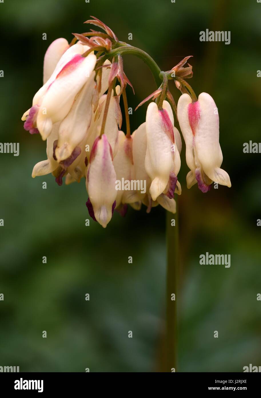 Dicentra Blumen Stockfoto