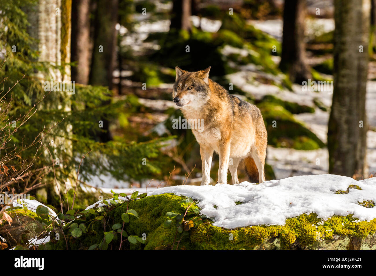 Schöne einzelne Erwachsene graue Wolf (Canis Lupus) Alpha-Mann dargestellt posieren drohend von einem Aussichtspunkt im Schnee bedeckt Wald mitten im Winter. Stockfoto