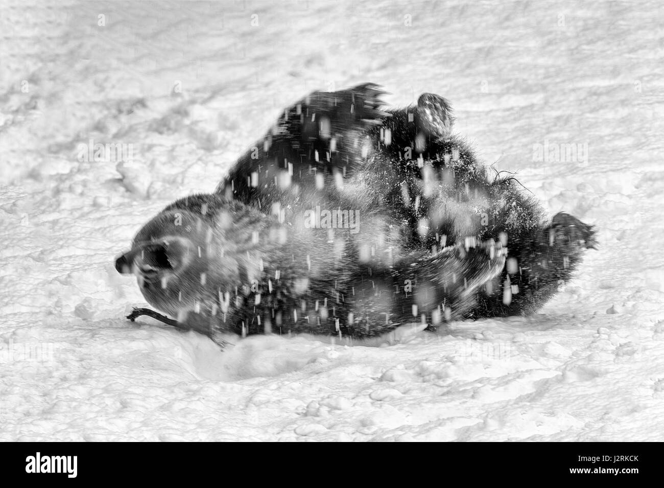 Einzigen weiblichen Erwachsenen eurasischen Braunbären (Ursus Arctos) tummeln sich im Winter Schneesturm. (Bildende Kunst, High-Key, schwarz und weiß) Stockfoto