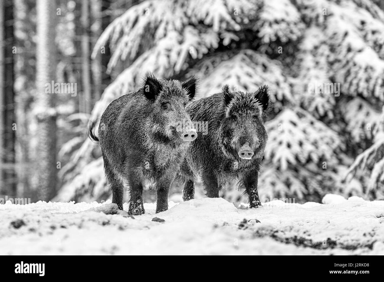 Paar der eurasischen Wildschwein (Sus Scrofa) stehend Boden im Schnee bedeckt Wald mitten im Winter, (bildende Kunst, High Key, schwarz / weiß) Stockfoto