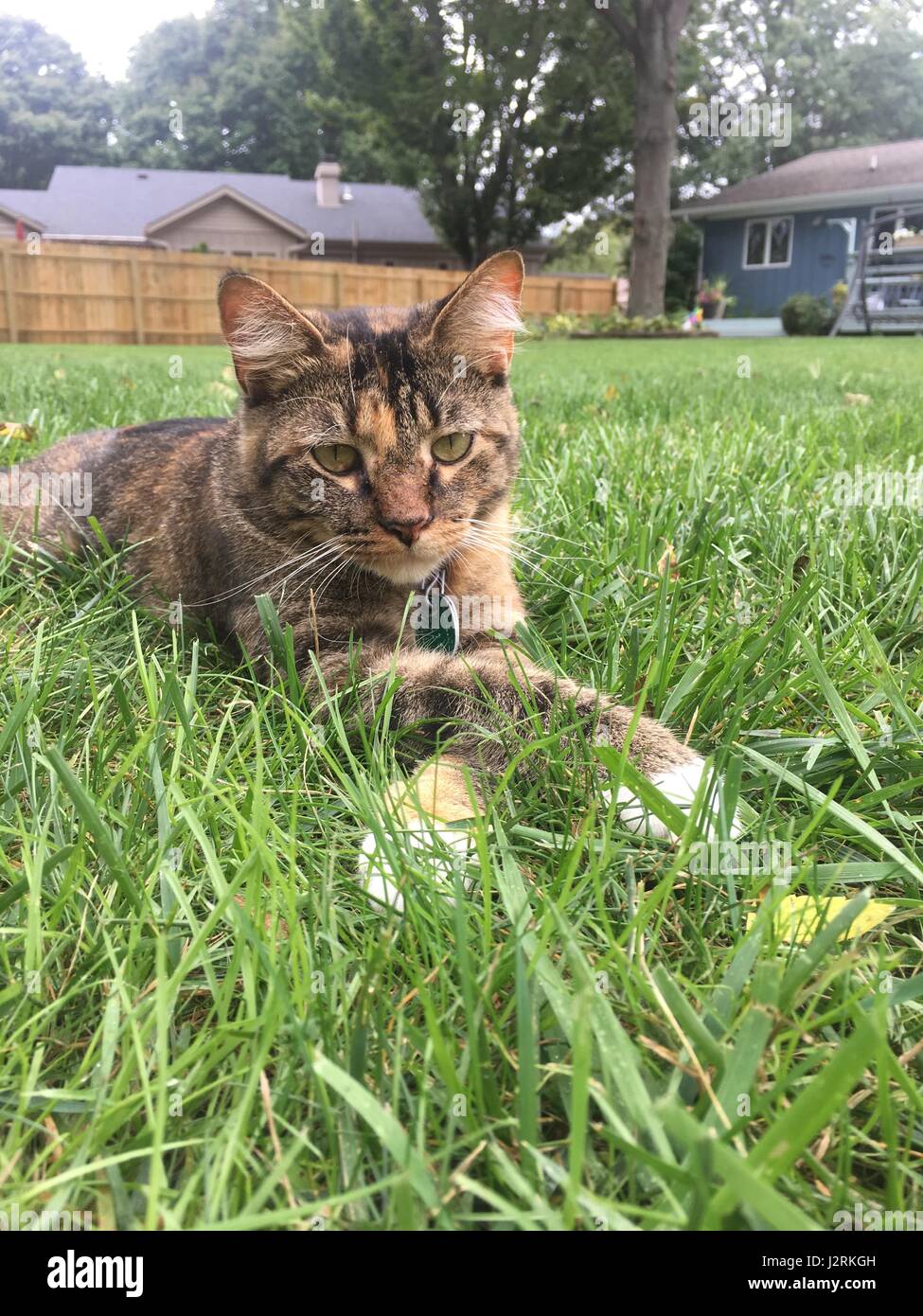Meine Katze auf einer Wiese Stockfoto