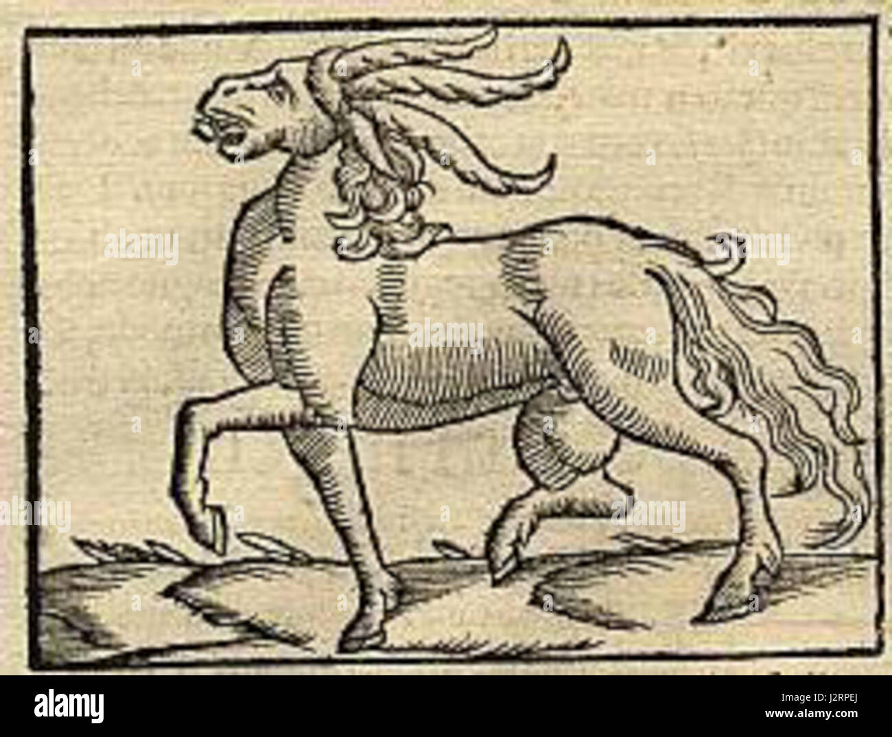 Dieses Bild zeigt ein Pferd mit einer wunderschön gepflegten Mähne, die die Sorgfalt und Aufmerksamkeit unterstreicht, die seinem Aussehen beigemessen wird. Pferde, die oft als Symbole der Eleganz angesehen werden, werden für ihre Schönheit und Anmut in verschiedenen kulturellen Zusammenhängen geschätzt. Stockfoto