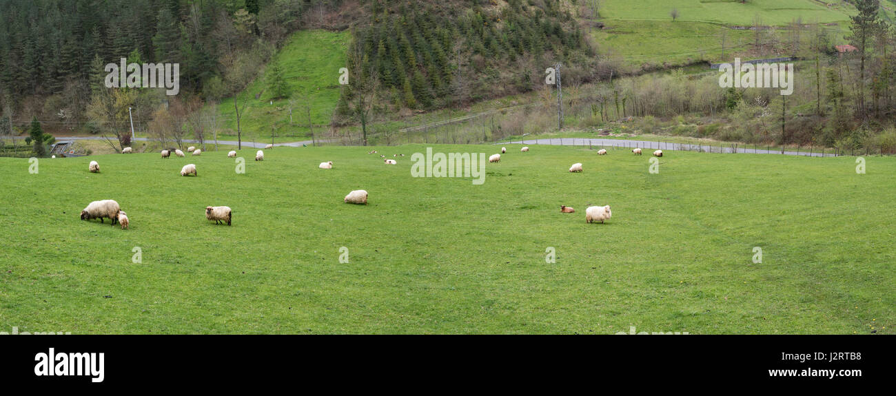 Euskal Sheeps in Gipuzkoa valley Stockfoto
