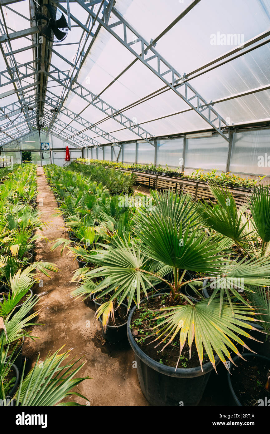 Kleine grüne Sprossen der Pflanzen Palmen Bäume aus dem Boden In Töpfen im Gewächshaus oder Gewächshaus. Frühling, Konzept des neuen Lebens. Stockfoto