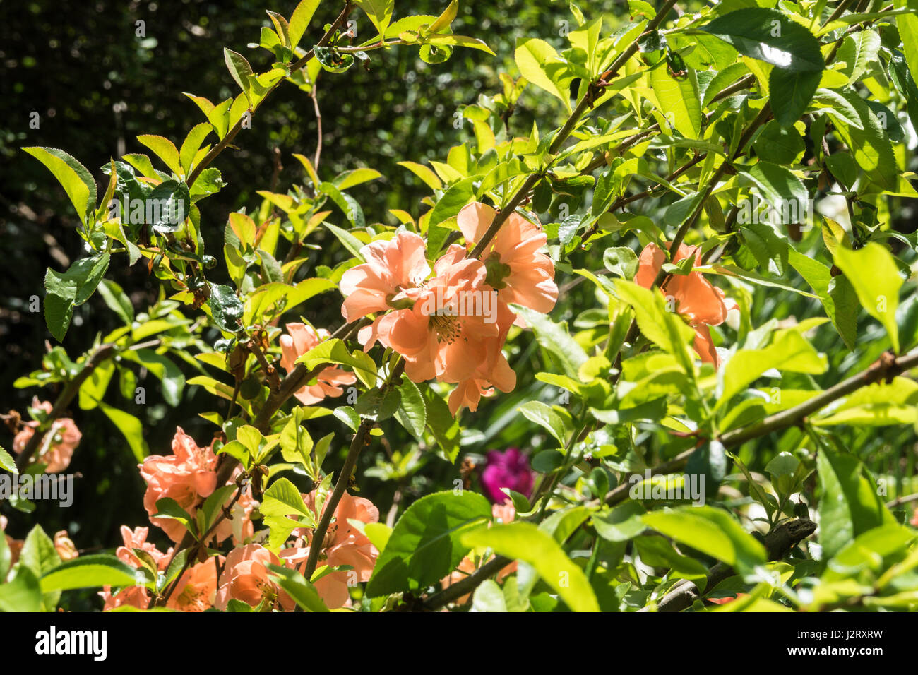 Nahaufnahme von Quitte Blumen in Shakespeare Garden, NYC, USA Stockfoto