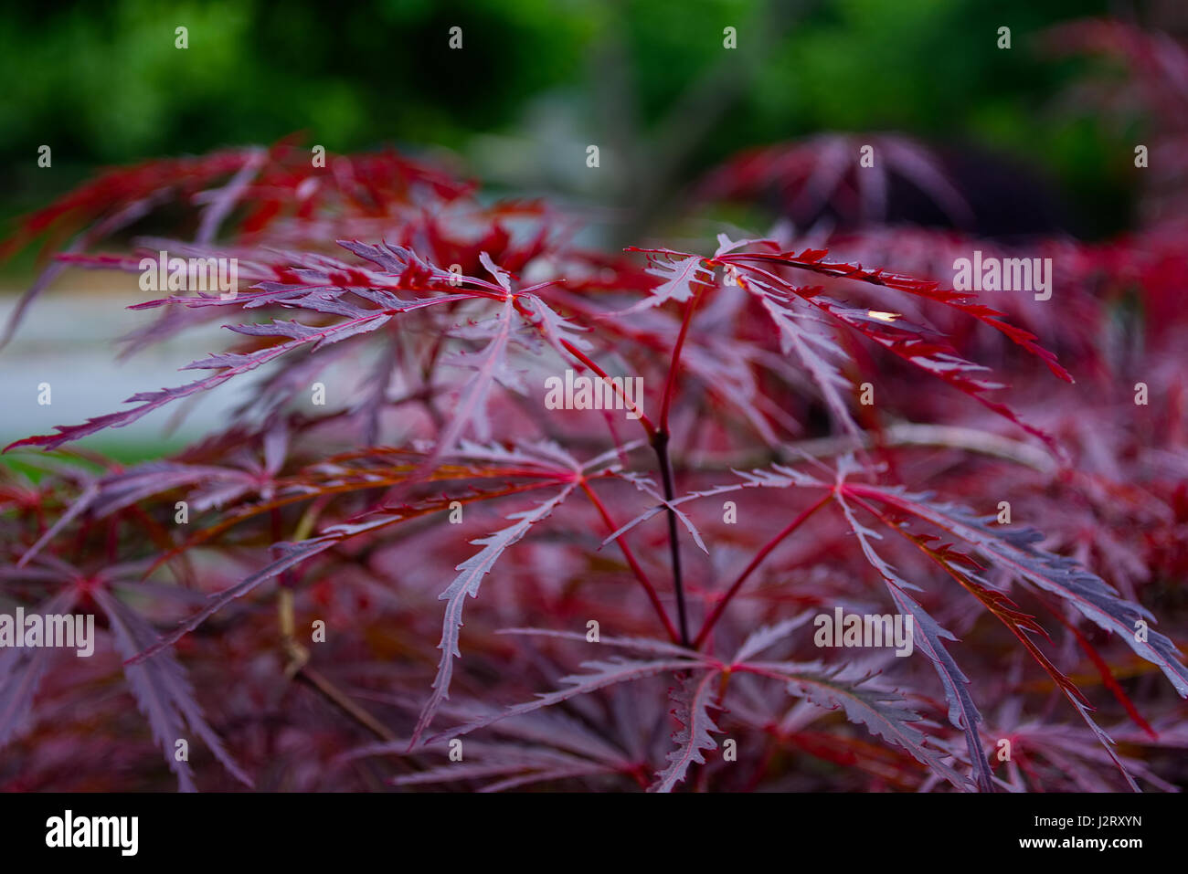 Nahaufnahme Fotos von Blumen, Pflanzen und Bäume Stockfoto