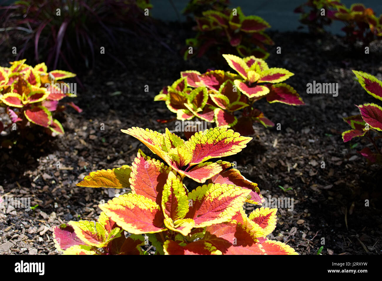 Nahaufnahme Fotos von Blumen, Pflanzen und Bäume Stockfoto