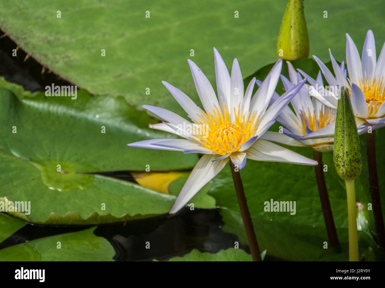 Weiße Blume der Seerose über den riesigen grünen Blättern Stockfoto