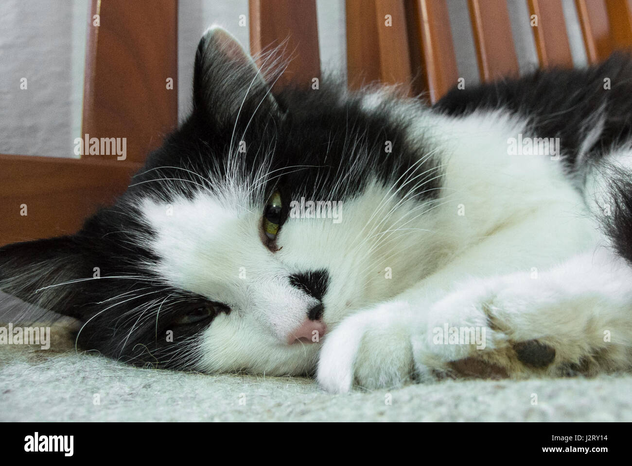 Porträt einer verschlafenen Katze Stockfoto