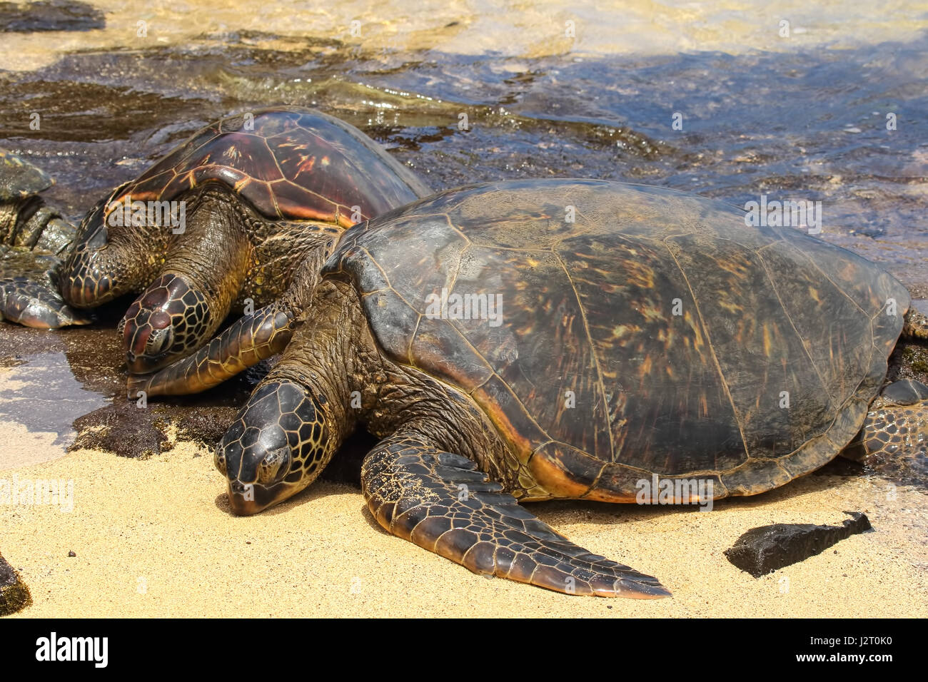 Drei grüne Meeresschildkröten sonnen sich in Napili auf Maui. Stockfoto