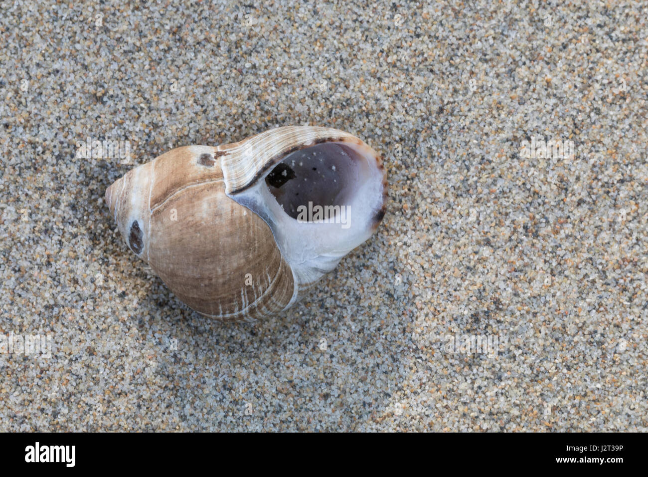 Gemeine strandschnecke Fotos und Bildmaterial in hoher Auflösung Alamy