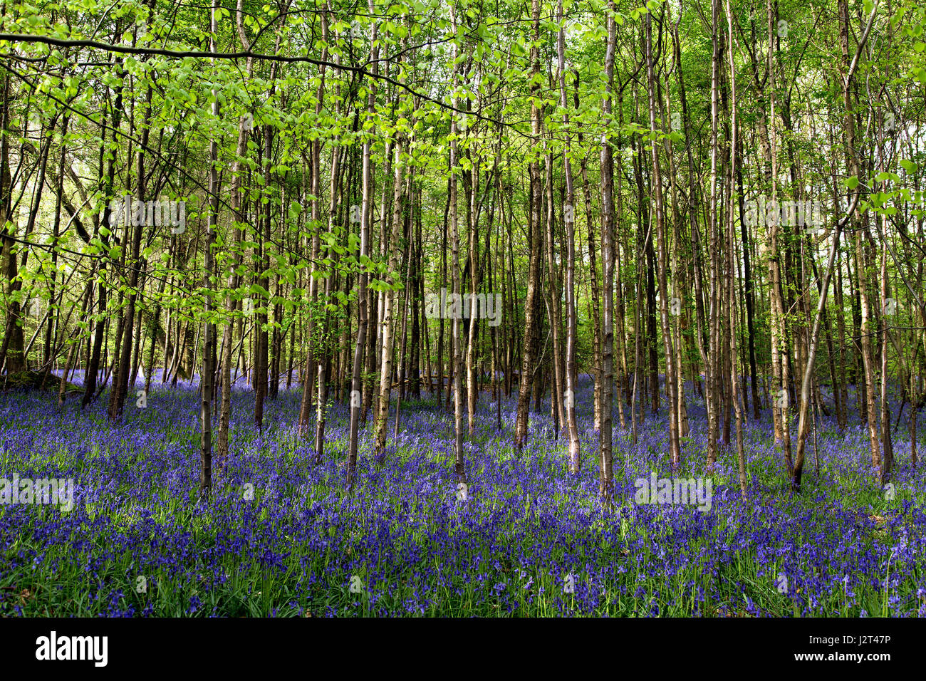 Blaue Glocken in Surrey UK Stockfoto