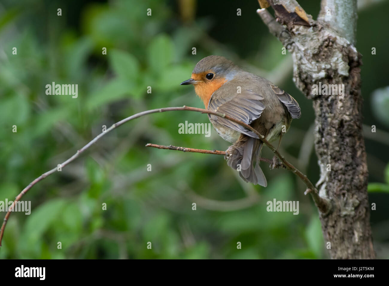 Robin-Erithacus Rubecula. Frühling. UK Stockfoto