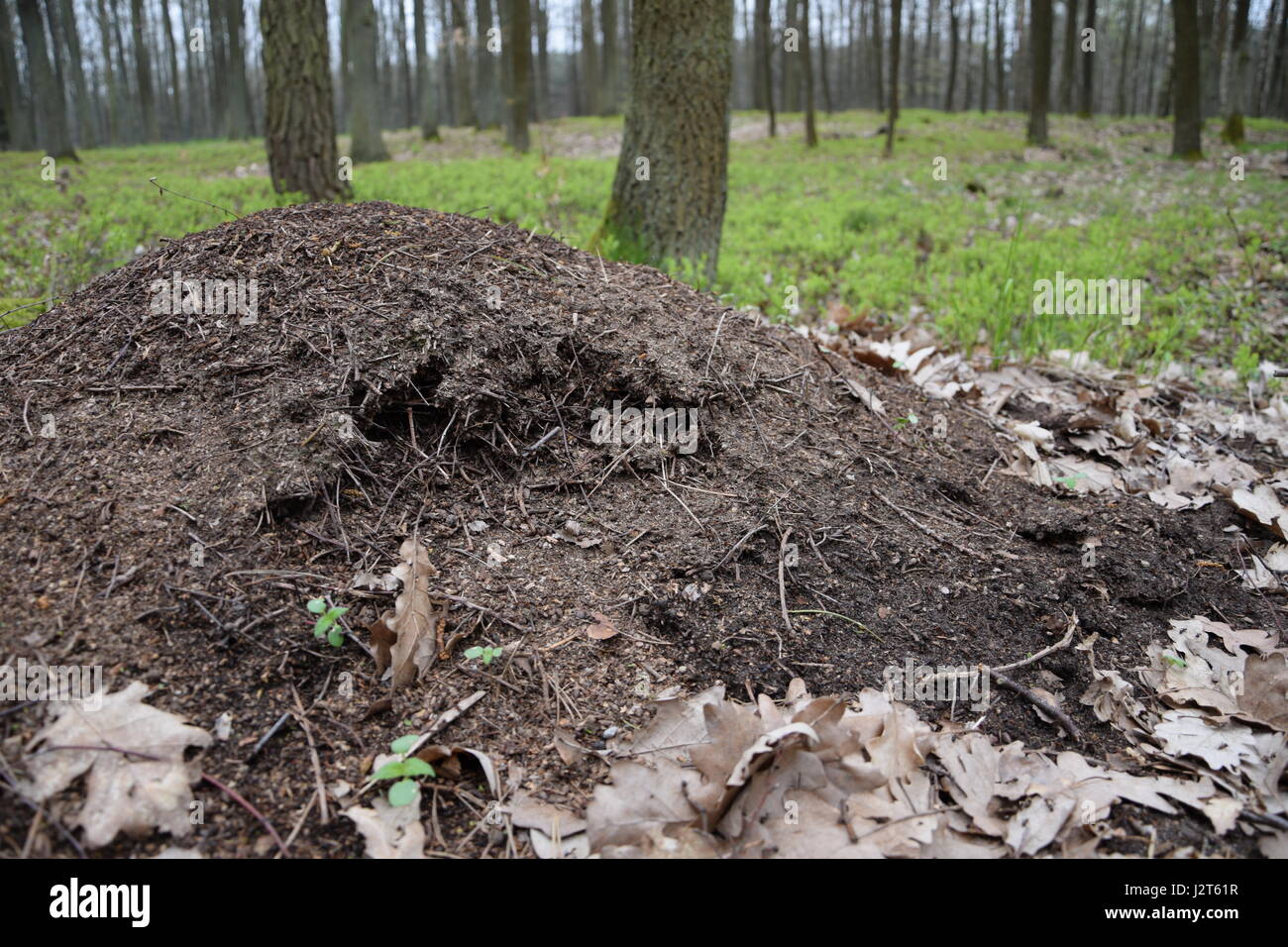 Ameisenhaufen im Wald Stockfoto