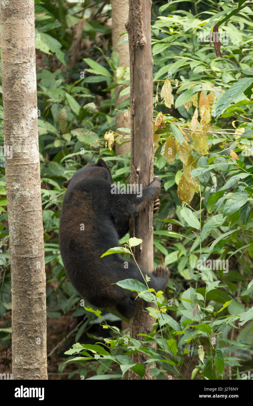 Malaienbären (Helarctos Malayanus) in einem Heiligtum in Borneo, Malaysia Stockfoto