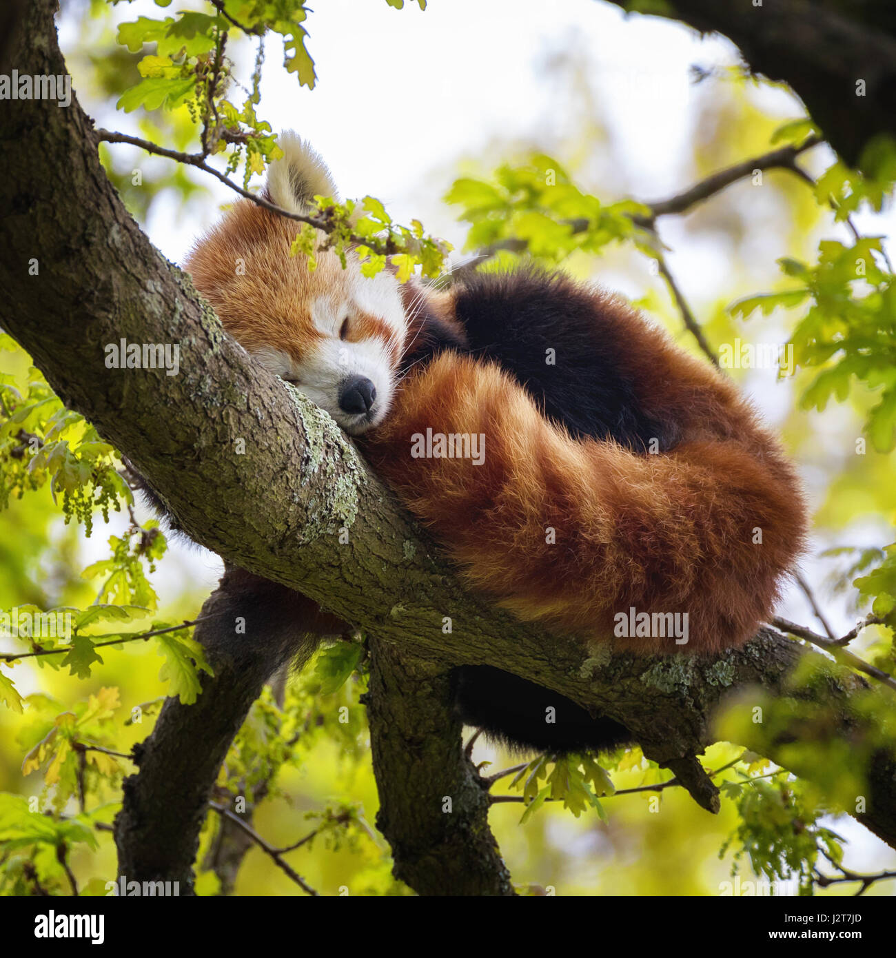 Roter Panda, auch bekannt als der kleinere Panda, Firefox oder Katze-Bär, schlafen in den Ästen eines Baumes. Diese Kreatur ist heimisch in den Himalaya und C Stockfoto