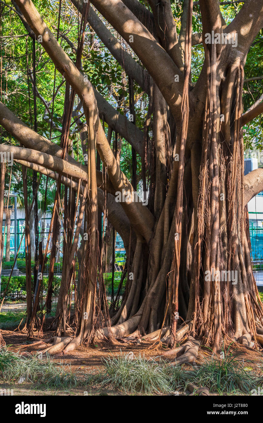 Banyan-Baum Stockfoto