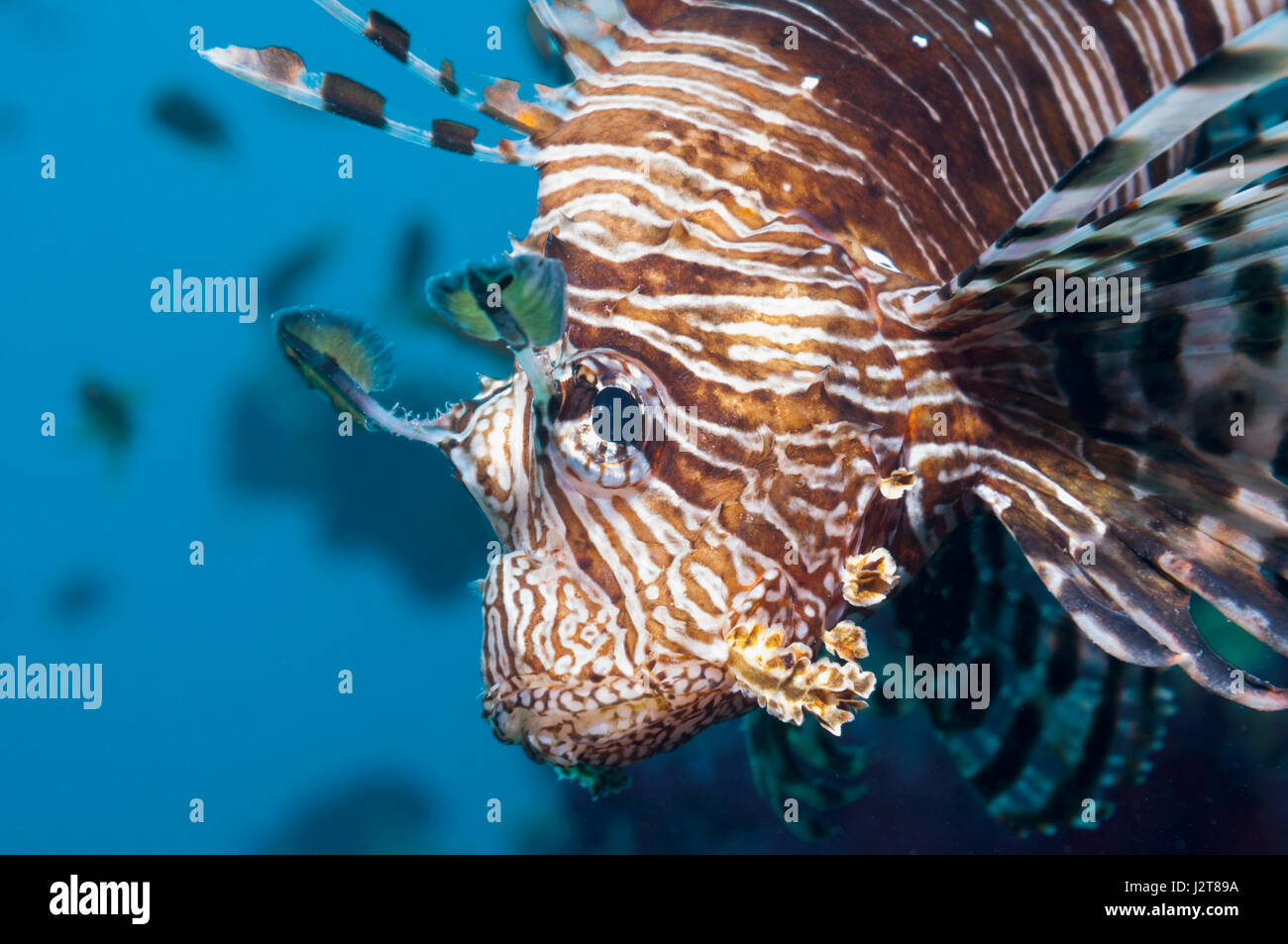 Gemeinsamen Rotfeuerfisch oder Teufel Feuerfisch (Pterois Meilen).  Oft verwechselt mit roten Rotfeuerfisch (Pterois Volitans).  Rotes Meer endemisch.  Ägypten, Rotes Meer. Stockfoto