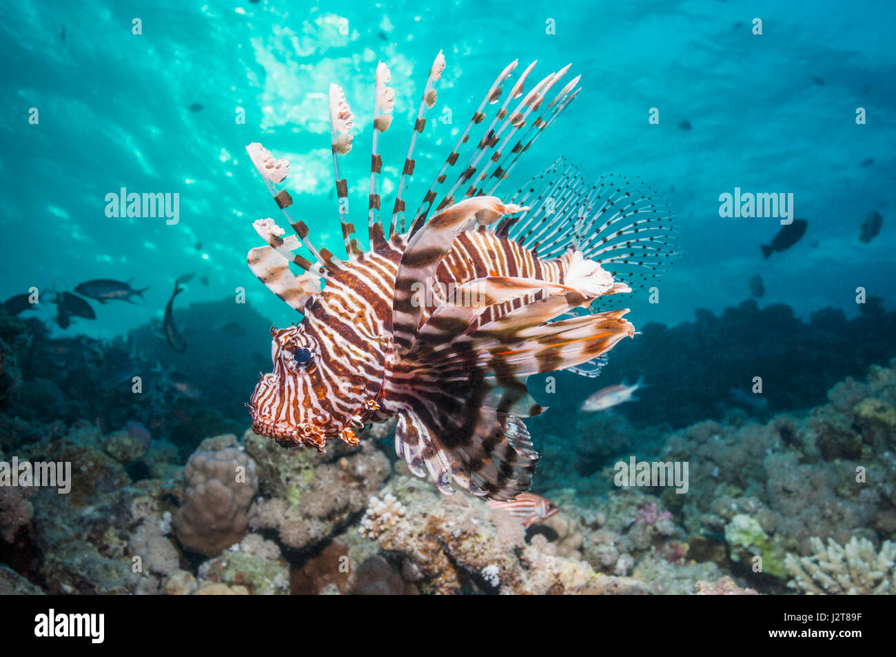 Gemeinsamen Rotfeuerfisch oder Teufel Feuerfisch (Pterois Meilen).  Oft verwechselt mit roten Rotfeuerfisch (Pterois Volitans).  Rotes Meer endemisch.  Ägypten, Rotes Meer. Stockfoto