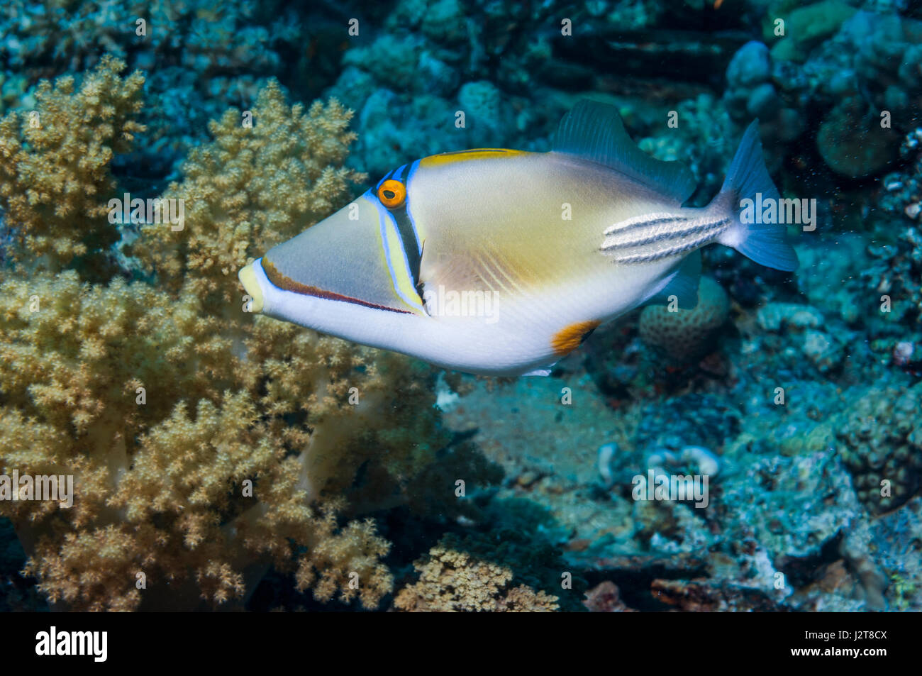 Arabische Picassofish [Rhinecanthus Assasi].  Ägypten, Rotes Meer.  Nur gefunden Sie, Rotes Meer, Golf von Oman und den Persischen Golf. Stockfoto