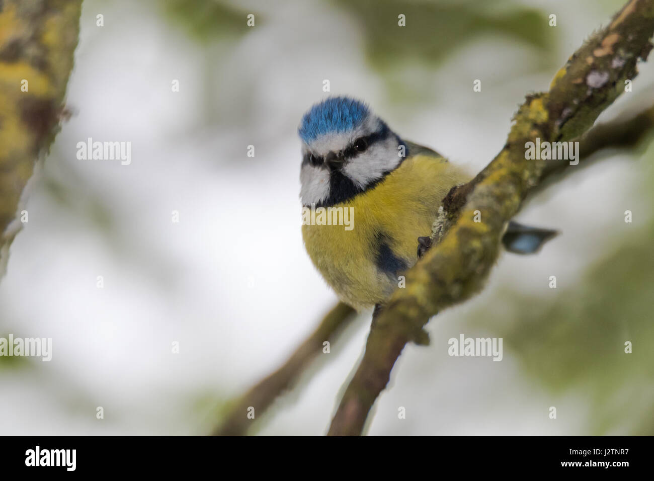 Blaumeise (Cyanistes Caeruleus) thront auf Zweig nach unten. Bunte Garten Singvogel in der Familie Paridae, mit markanten blauen Kamm Stockfoto