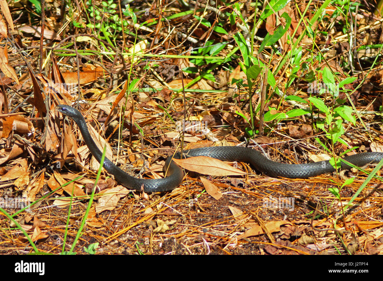 Black Racer Schlange Sonnenbaden, Alligator River Wildlife Refuge, North karolingischem Stockfoto