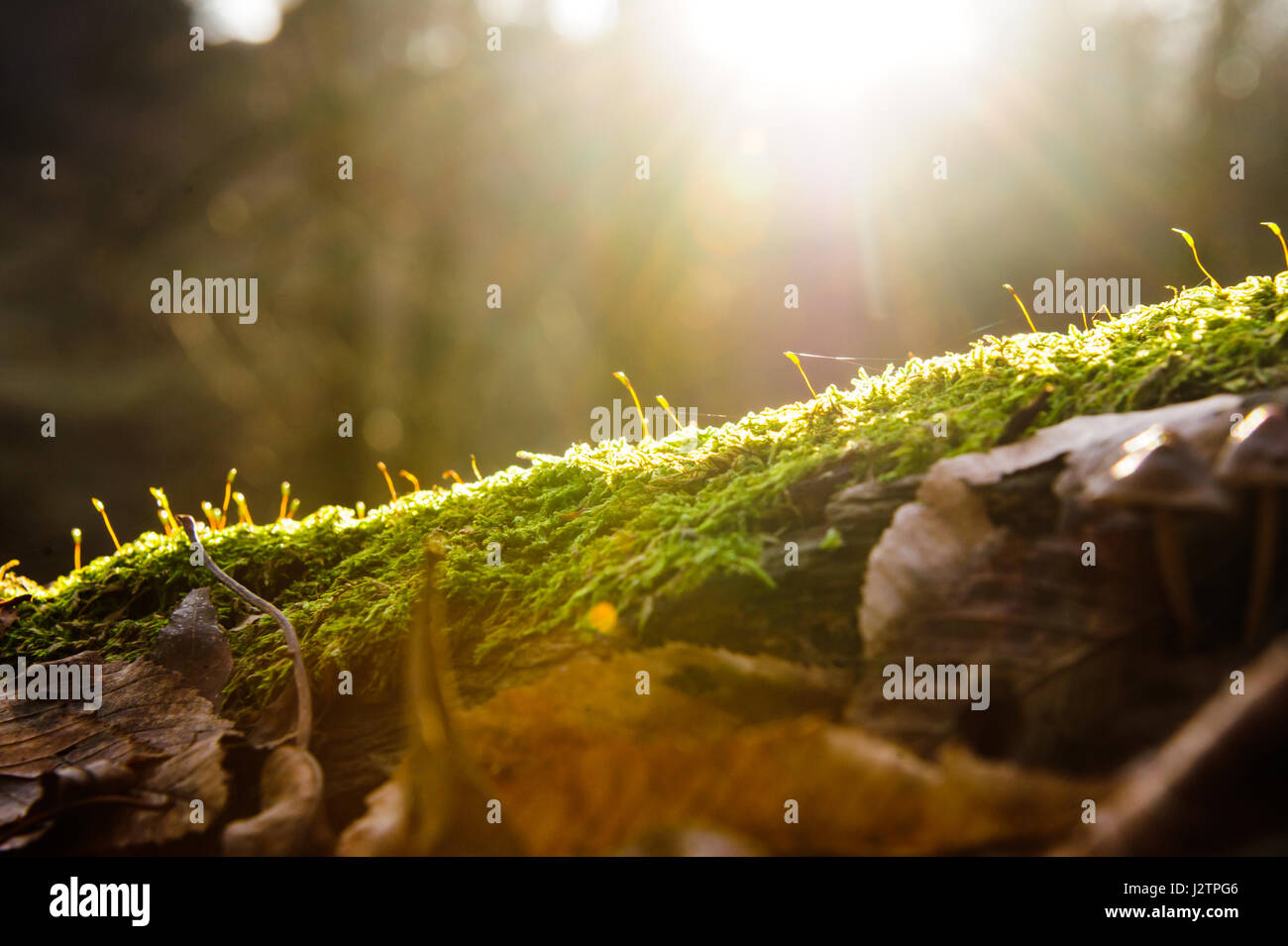 Sonnenstrahlen auf grünem Moos vor dem Hintergrund des Waldes, Flash-Lichteffekt Stockfoto