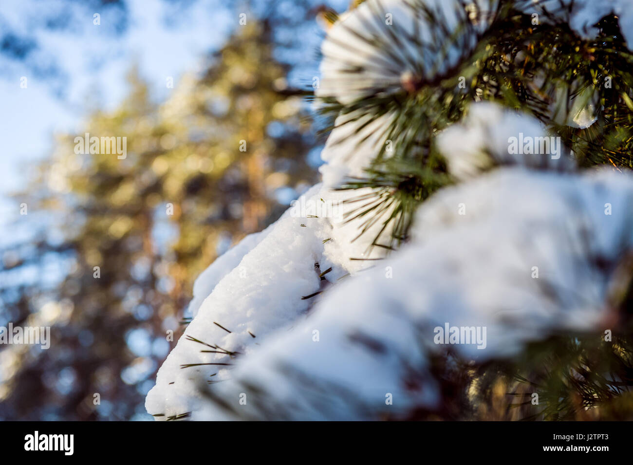 Tannenzweig im Schnee. Winter Sonnenuntergang im Wald Stockfoto