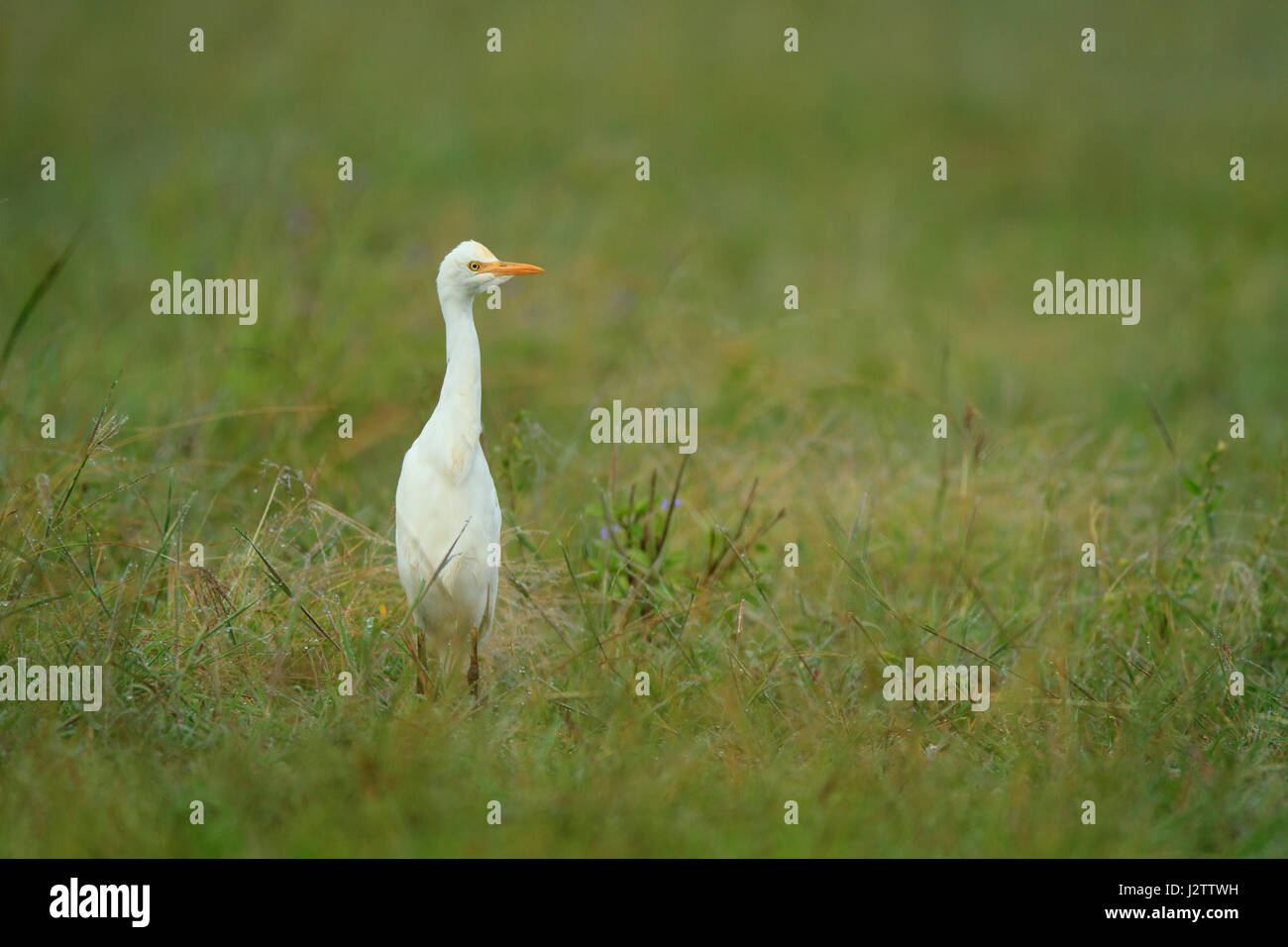 Kuhreiher, Ardea Ibis, stehend in einem grünen Feld auf der Suche nach Nahrung in den frühen Morgenstunden mit Textfreiraum. Stockfoto