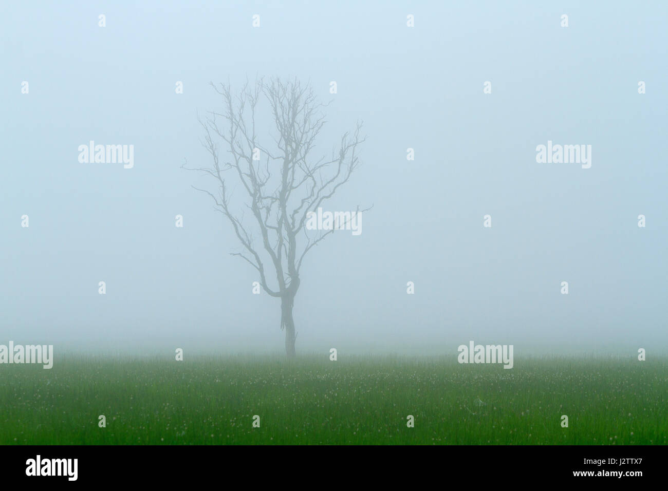 Nebel hüllt einen Baum in der Ferne mit grünen Wiese, grauen Himmel und Kopie Stockfoto