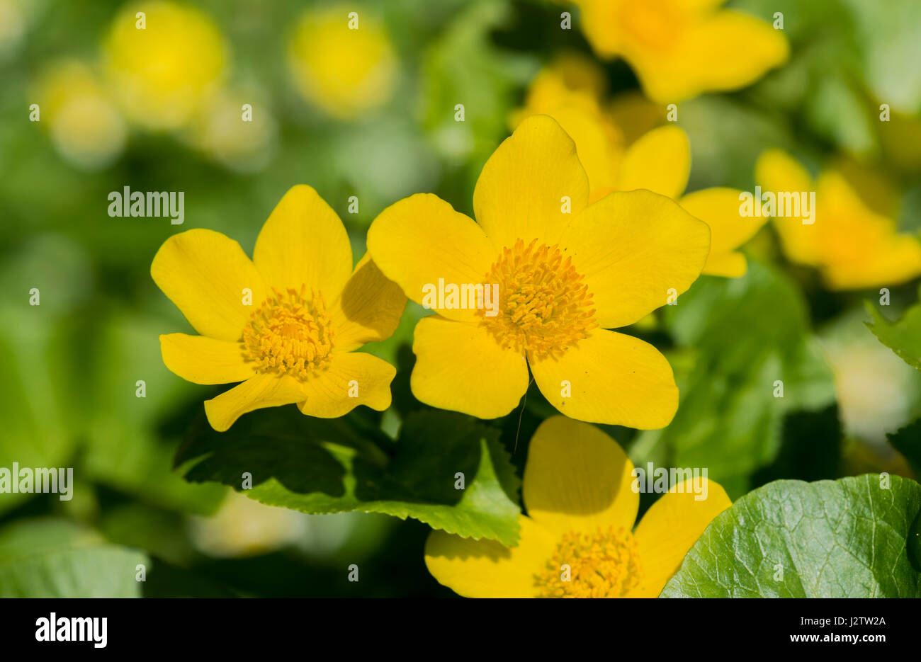 Marsh Marigold Blüte in einem Gartenteich, Cheshire, UK Stockfoto