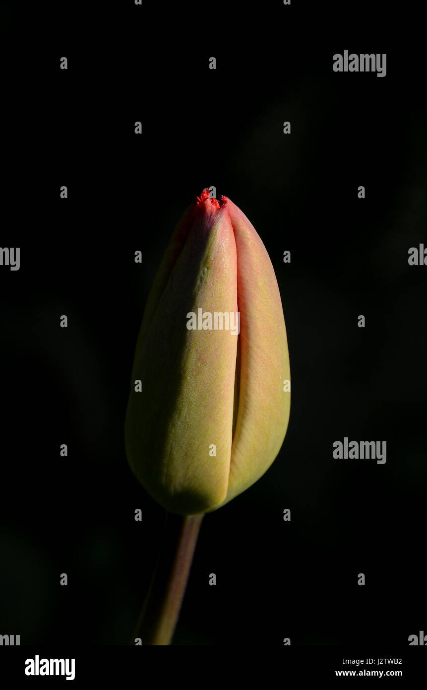Geschlossene rote Tulpe auf einem dunklen Hintergrund. Stockfoto