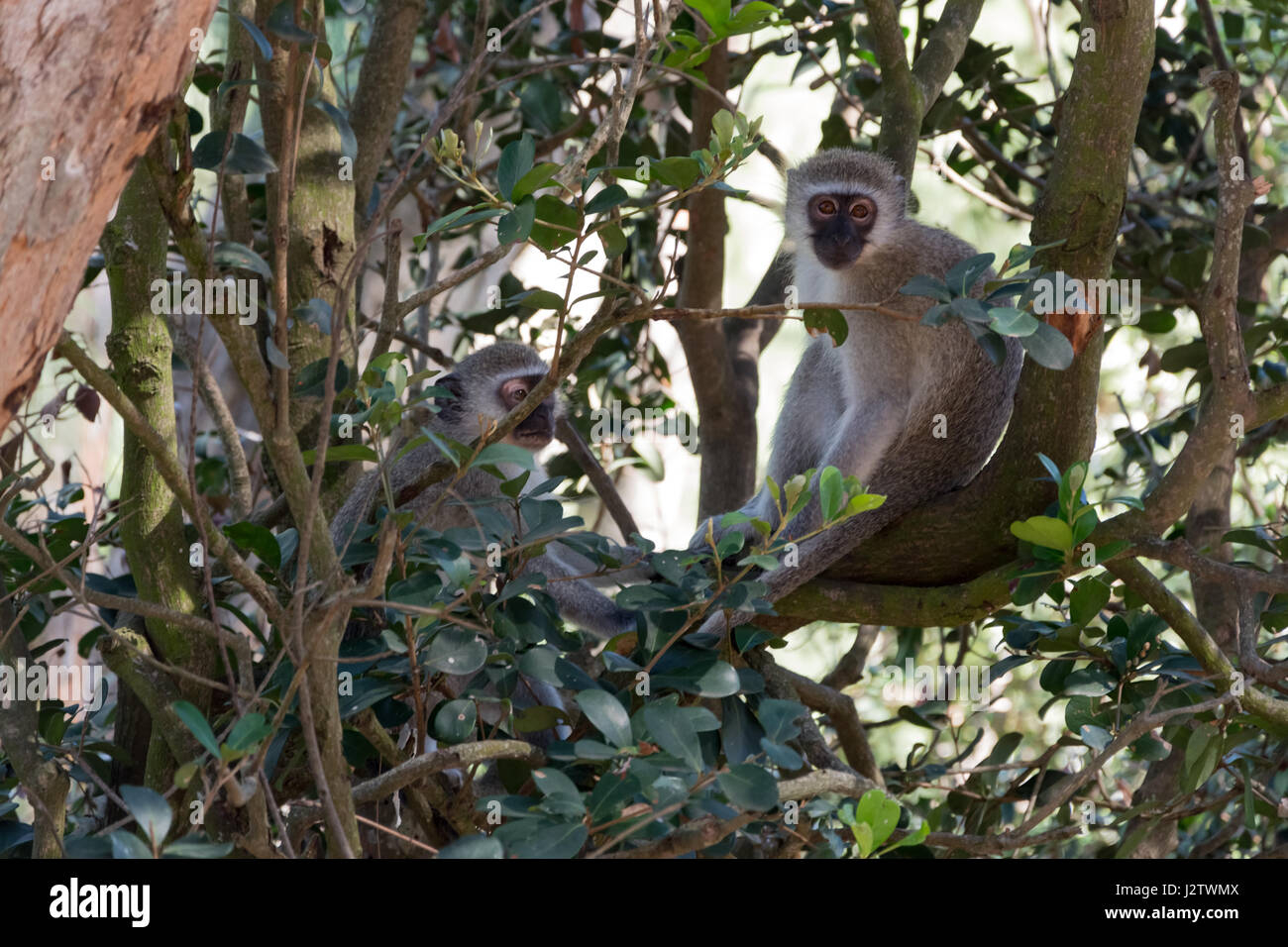 samt Affe im iSimangaliso Wetland Park, Süd - Afrika Stockfoto