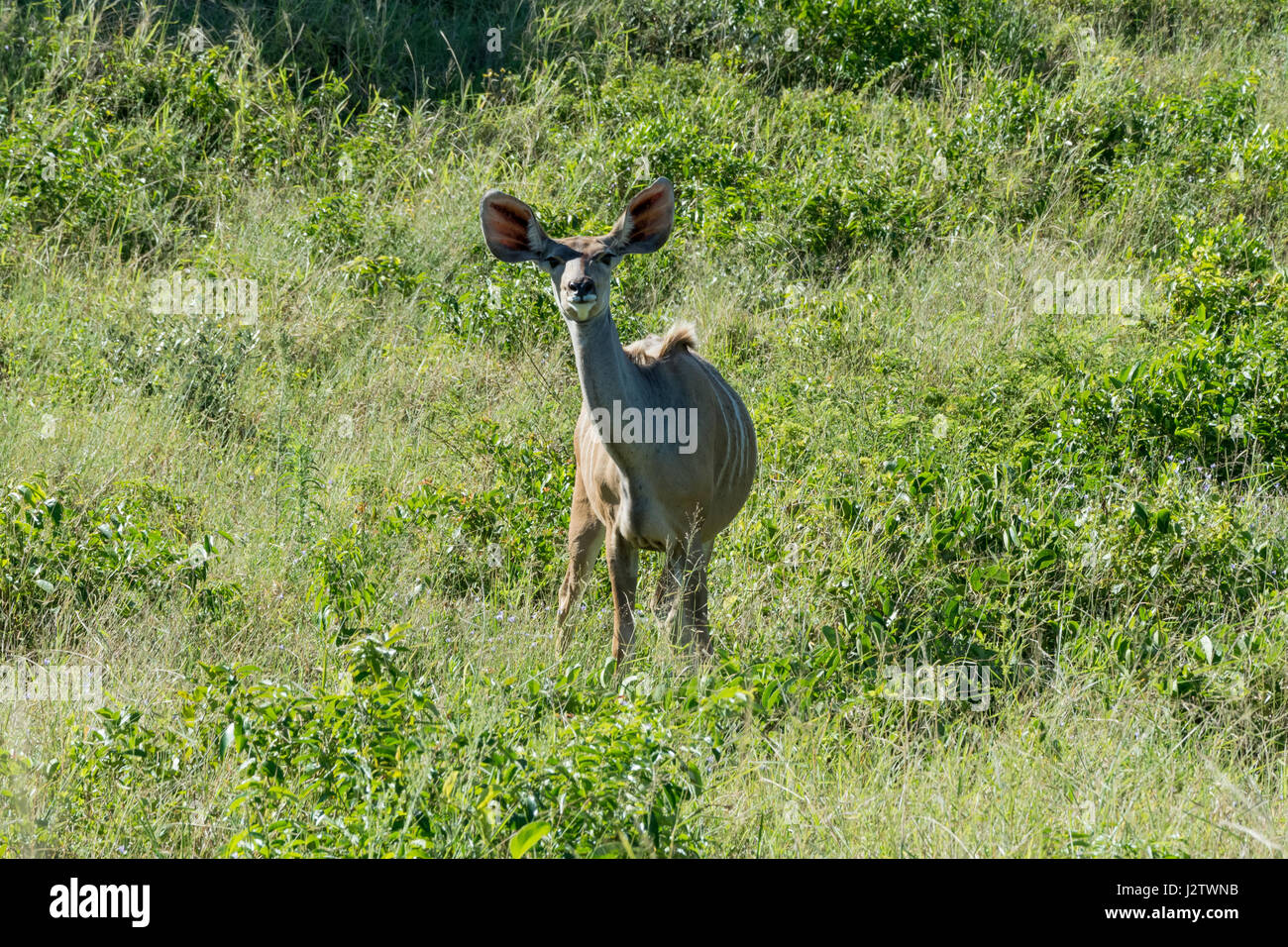weibliche Kudu im iSimangaliso Wetland Park, Süd - Afrika Stockfoto