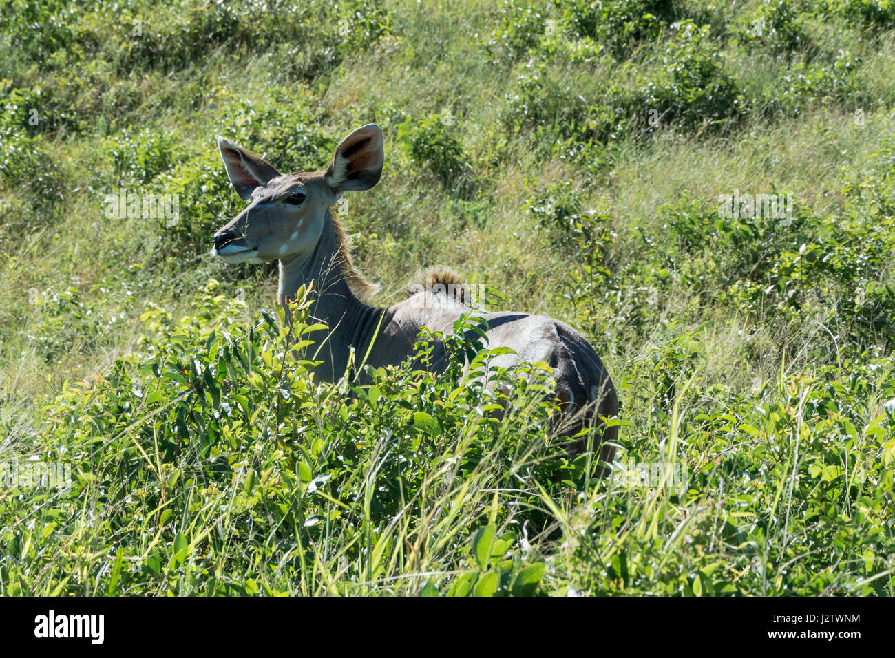 weibliche Kudu im iSimangaliso Wetland Park, Süd - Afrika Stockfoto