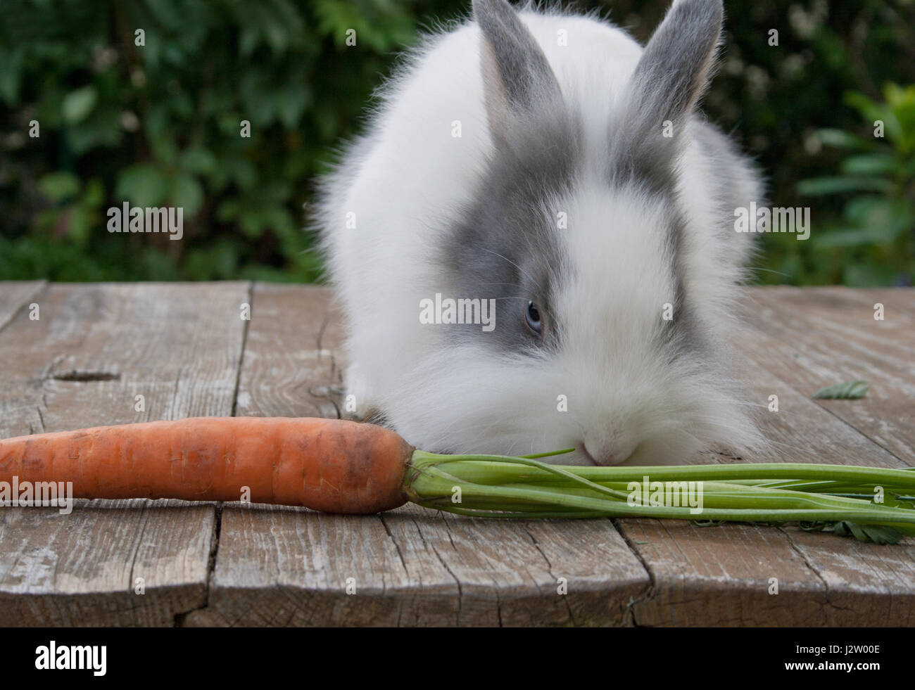 Niedliches kleines Kaninchen isst eine Karotte Stockfoto