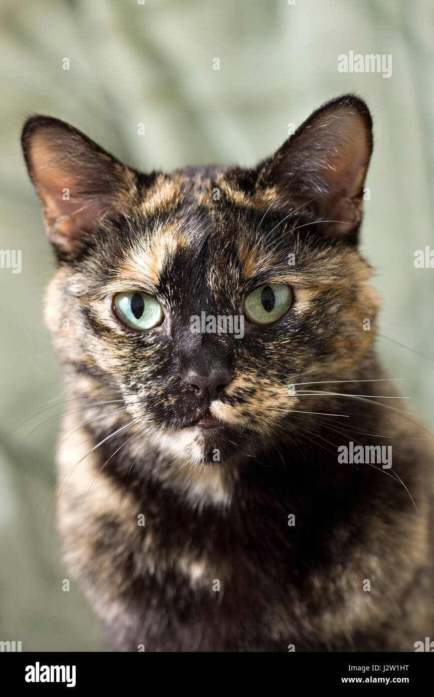 Portrait von Daisy ein Schildpatt oder gestromt Katze direkt in die Kamera schaut Stockfoto