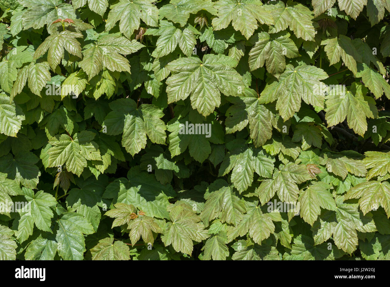 Masse der Blätter eines Bergahorn / Acer pseudoplatanus Baum. Sycamore ist Mitglied der Ahorn Familie. Stockfoto