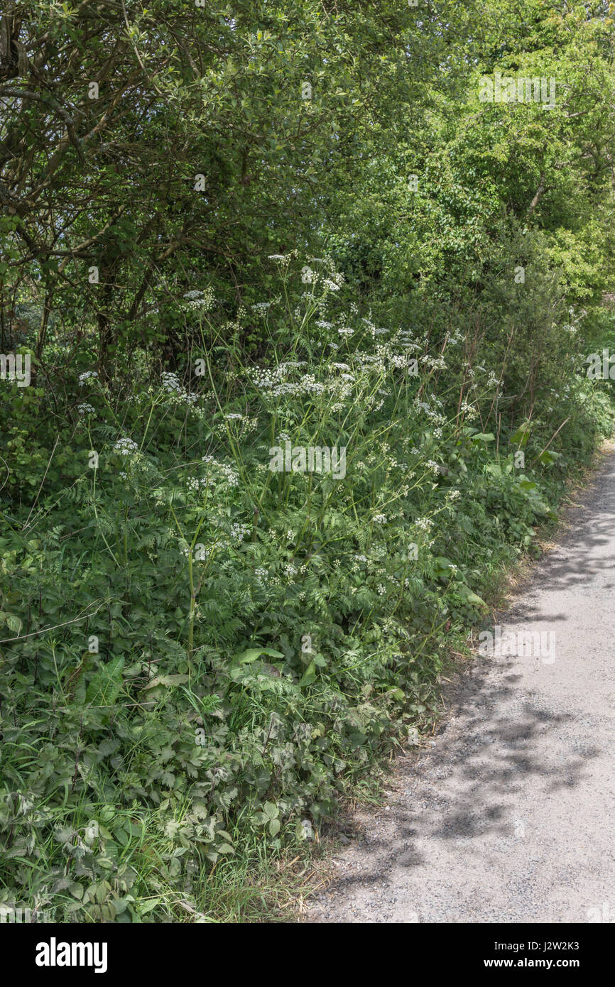 Ein Patch der Kuh, Petersilie/Anthriscus sylvestris auf der Seite von einem Feldweg (Cornwall). Sehr häufig Unkraut auf Ackerland und Abfall Boden auch. Stockfoto