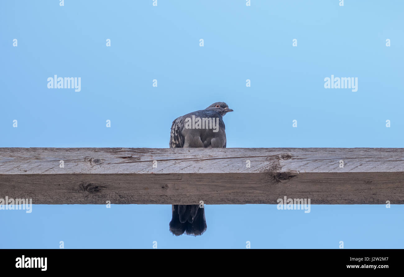 Taube sitzt auf Holz Stockfoto