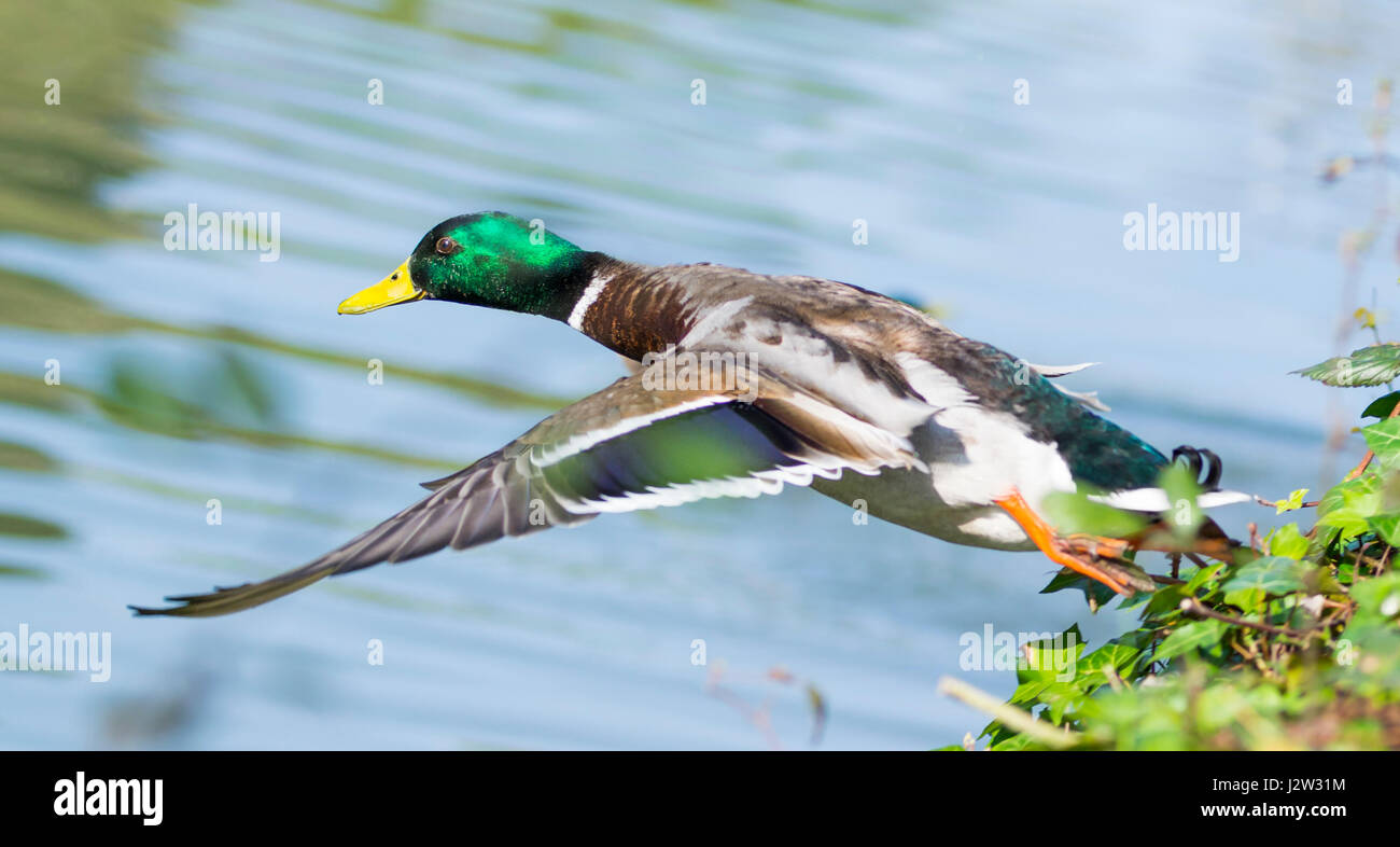 Männliche Stockente. Drake Stockente (Anas Platyrhynchos) abheben und fliegen tief über Wasser im Vereinigten Königreich.  Mallard Ente fliegen. Stockfoto